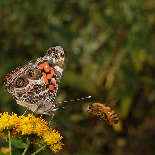 These two took turns knocking each other off a prime piece of goldenrod real estate.