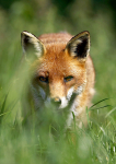 Red Fox