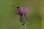 Six Spot Burnet