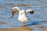 Gull Bath 2