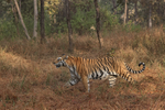 Tigress moving at forest edge, Panna Reserve, Madhyra Pradesh, India