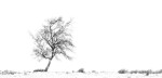 Solitree