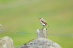 Northern Wheatear