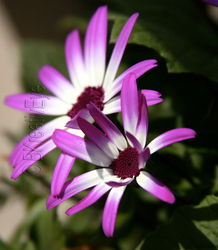 Floral 129
