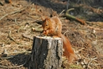 Red Squirrel