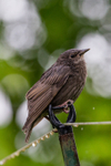 Starling Sturnus vulgaris-9952