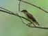 Piratic Flycatcher, Gamboa, Panama