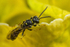 Mellinus arvensis (m)