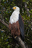 African Fish Eagle