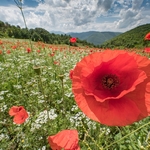 Preci: meadows with poppies, coriander, and cornflowers.