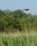 Marsh Harrier in flight, turning, Otmoor RSPB