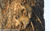 Vervet monkeys