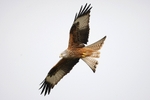 Red Kite,Wales