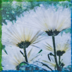 Chrysanthemums