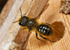 Osmia leaiana (f)