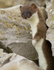 Stoat Kit. Conwy, ref st 5