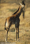 A calf giraffe