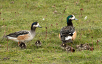 Chileo Wigeon