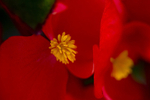 Flower - 3846