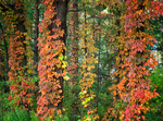 VIRGINIA CREEPER - NORFOLK COUNTY