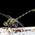 Blue-eyed Hooktail (Onychogomphus uncatus) M