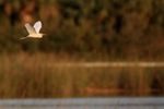 Little Blue Heron (juvenile) in flight, Viera Wetlands, Florida