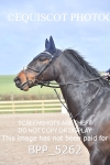 BPP_5262