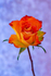 Single Orange and Yellow Rose - DSC_0848