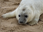 Atlantic Grey Seal