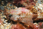 Agonus cataphractus