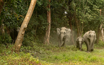 Charge of elephants east gate