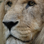 King of the beasts