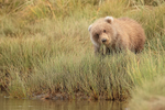 Grizzly Bear cub munching grass, Lake Clark National Park, Alaska