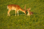 Young Fallow Deer - Bradgate Park