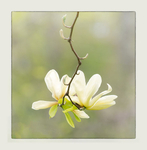 ELIZABETH MAGNOLIA #2 - PORT RYERSE
