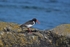 Oystercatcher