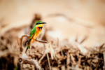 Little Bee-Eater Samburu Kenya