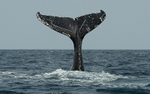 Humpback whale