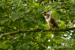 Buzzard amongst the foliage