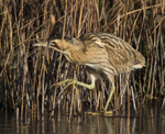 Bittern walking on ice at the edge of the reed bed