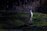 Roe Deer (Capreolus capreolus) in Early Light
