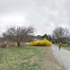 April 2020 - Arnold Arboretum - Title: Pilgrimage to Yellow