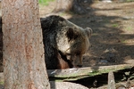 Brown Bear