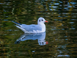Black-headed Gull
