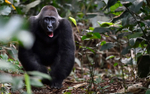 Lowland western gorilla (Neptuno )