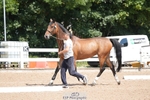 Wednesday Trot Up portfolio