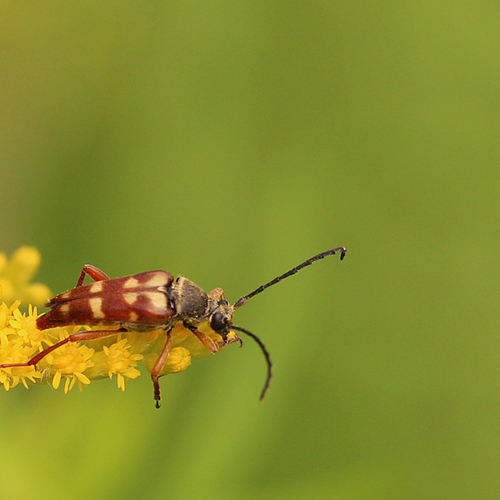 A Flower Longhorn feeding on goldenrod.