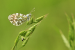 Orange-tip (male), underwings showing, South Fawley, Berkshire