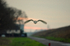 Barn Owl