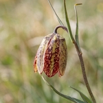 Mountain fritillary (Fritillaria montana ) 